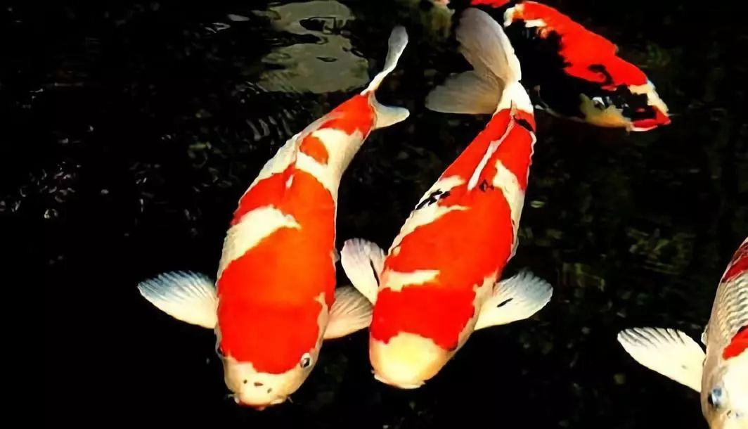 中国锦鲤2020,中国锦鲤后续走势