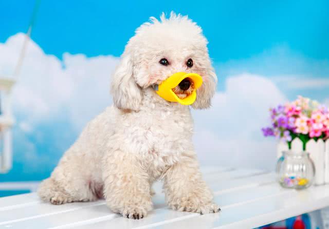 泰迪对主人吠叫,泰迪狗狗乱叫扰民怎么办