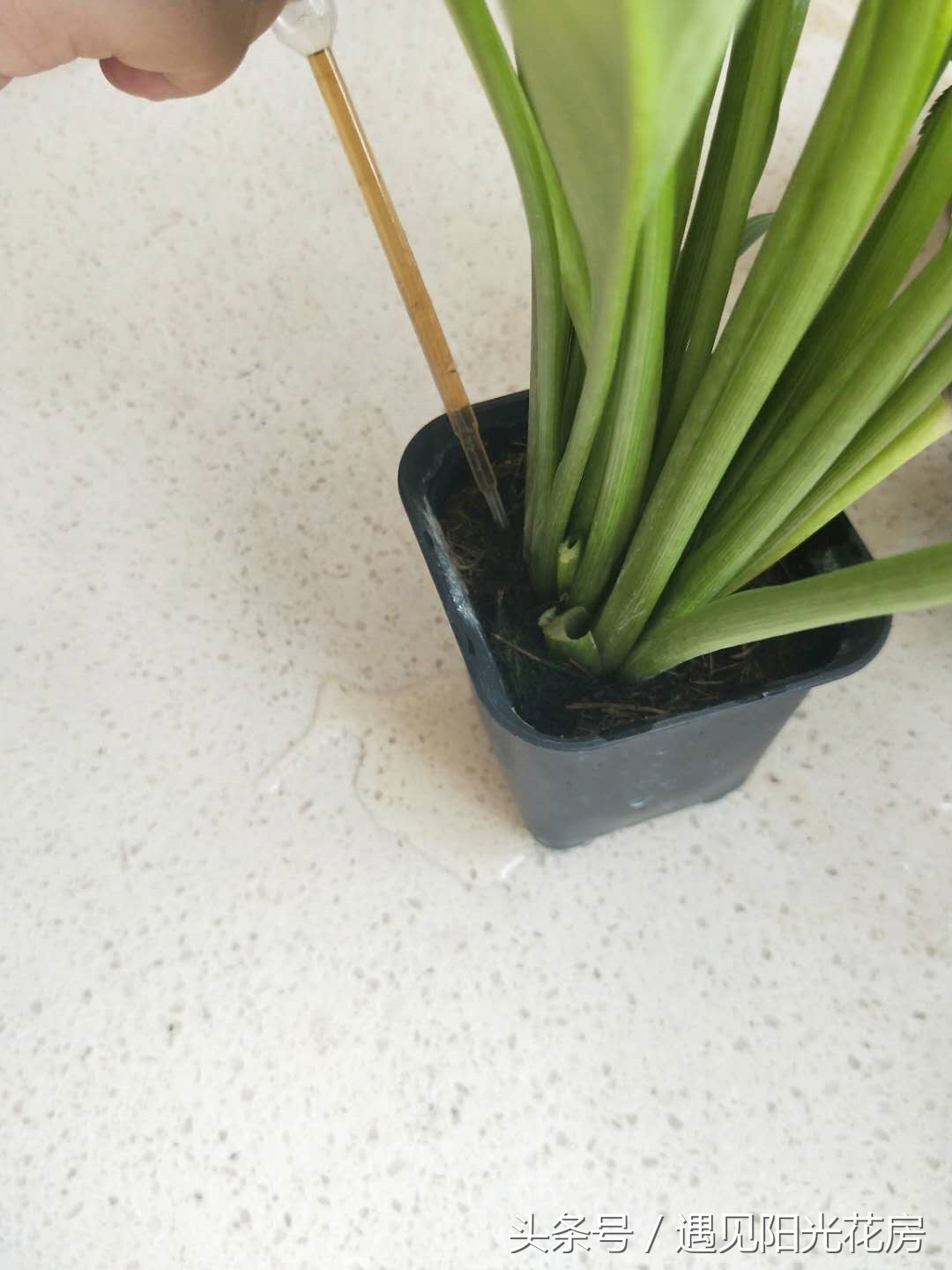 马蹄莲土培怎么养护,马蹄莲的养殖方法和注意事项水培