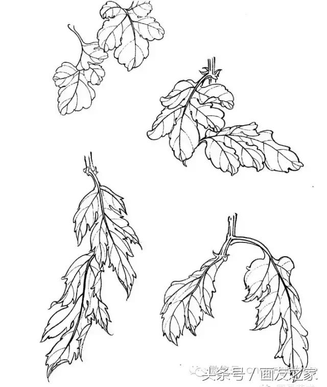 国画工笔菊花的画法视频,线描菊花画谱