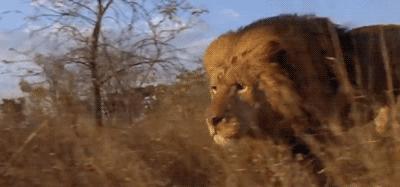 从猿进化到人的原因,从猿进化成人类的原因是什么