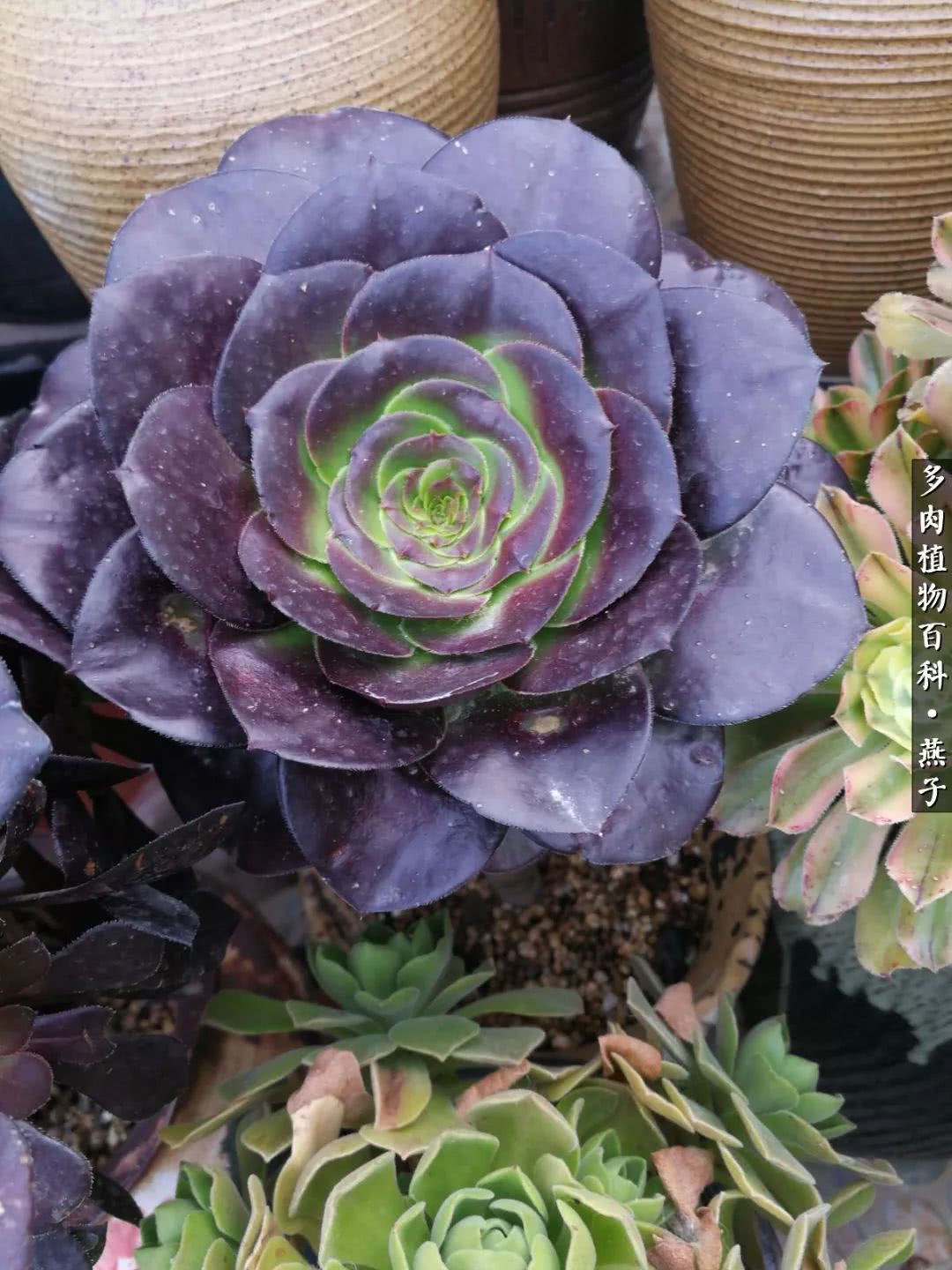 多肉法师什么季节摘心最好,多肉法师全锦好吗