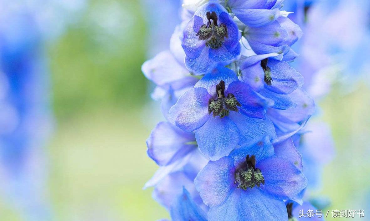 各种花的寓意及花语代表爱,黄玫瑰代表着哪些花语和寓意