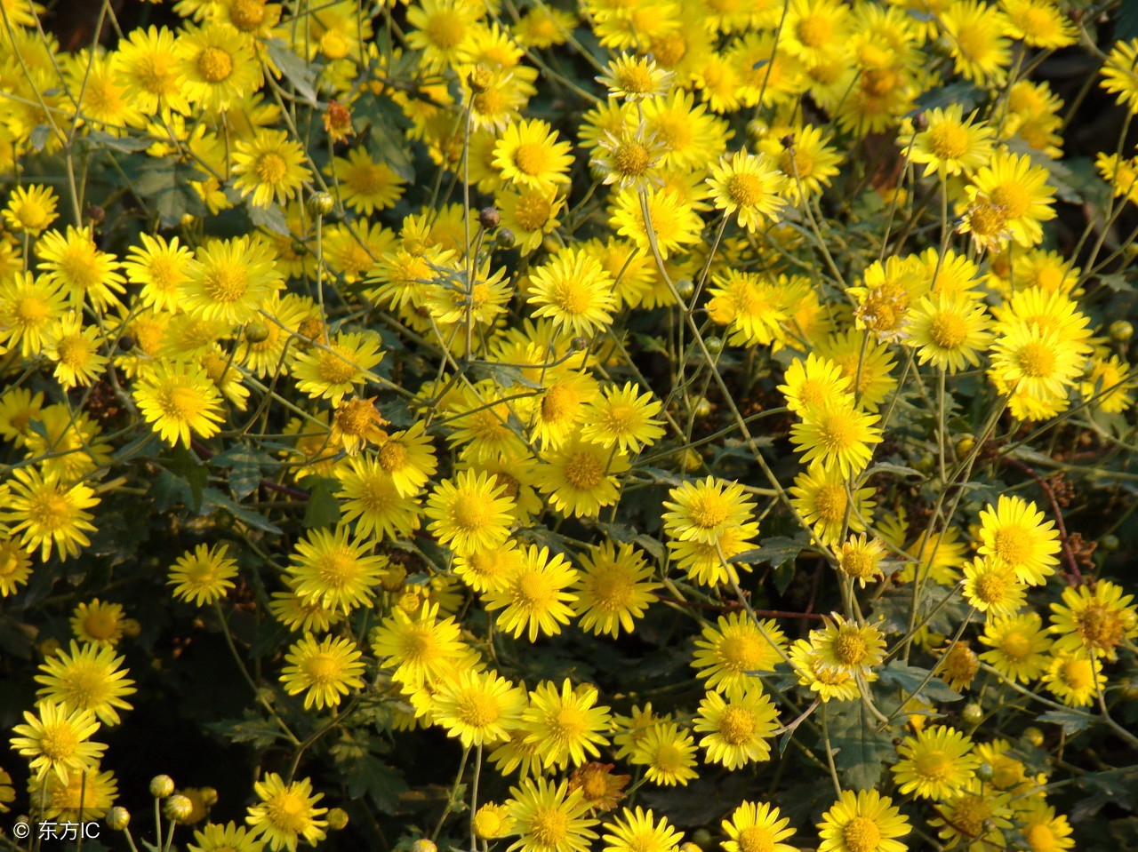 咏菊花最经典的古诗,菊花诗十首欣赏