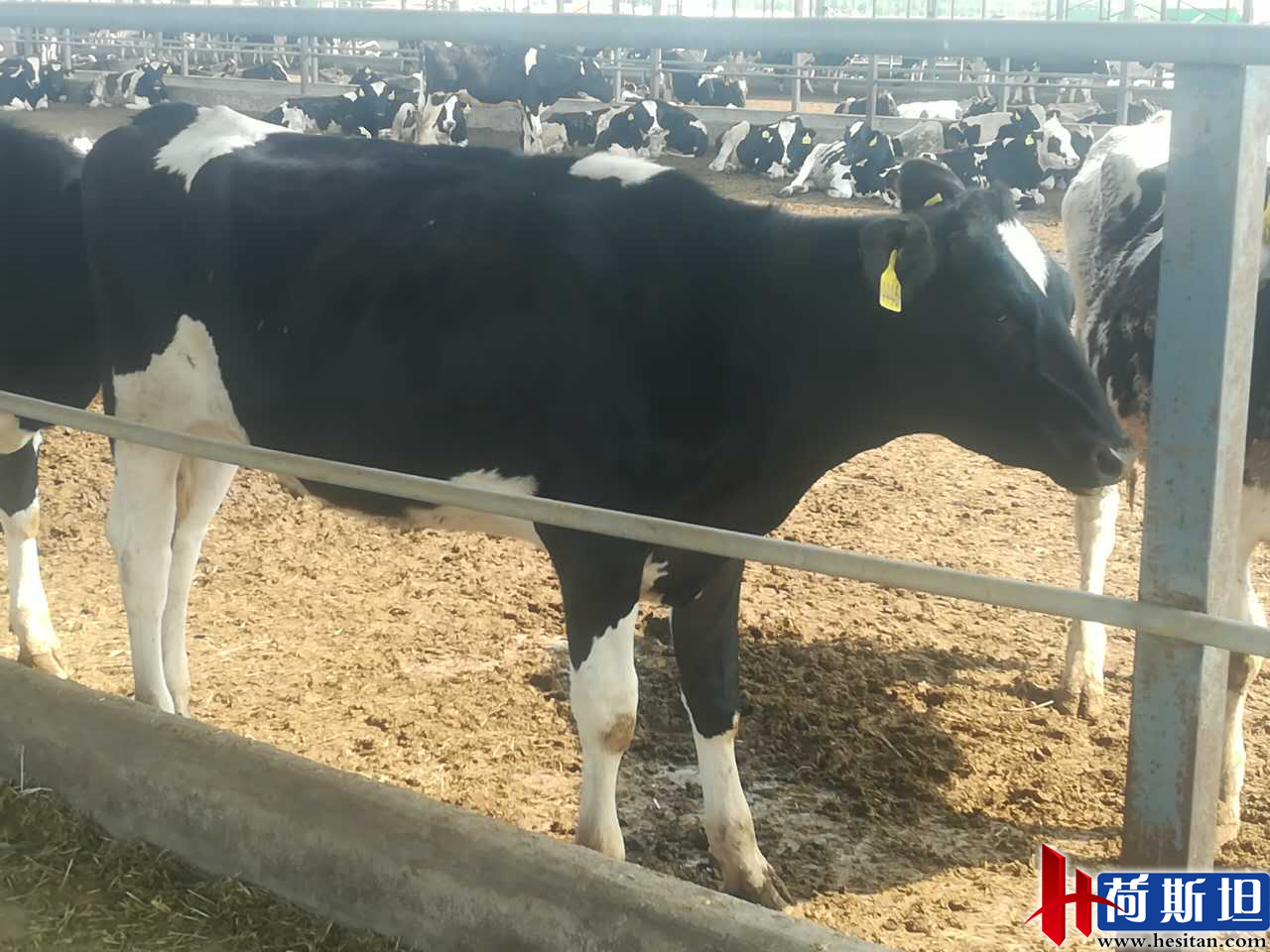 7000头“澳妞儿”登陆天津港创2018荷斯坦奶牛单批进口之最