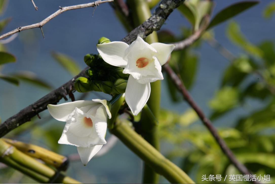 塞舌尔一场极致的海岛旅行附攻略,塞舌尔的海滩