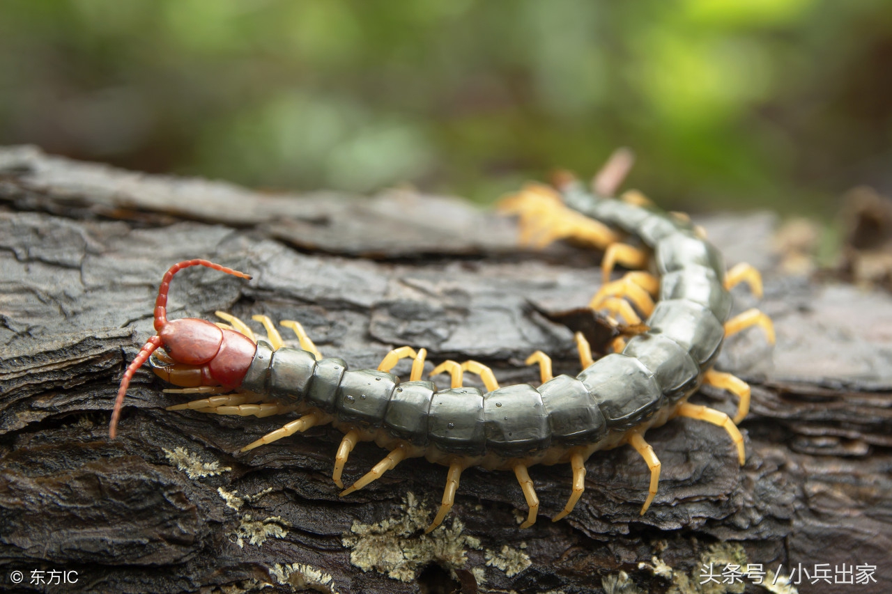 农产品之一“特种养殖”