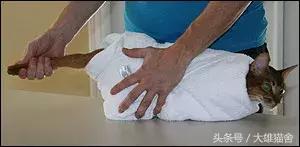 养猫经验猫感冒怎么处理,毛巾裹猫法