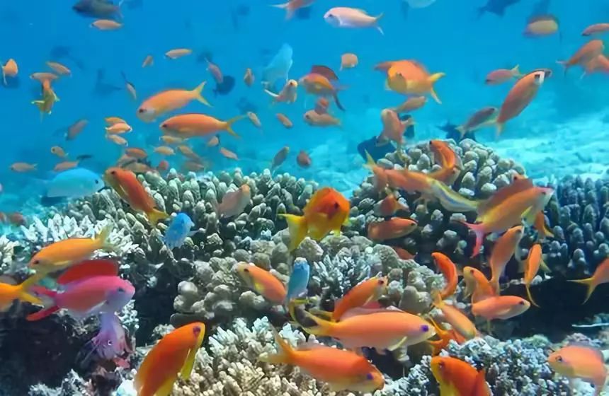 李茶的姑妈海景大别墅,李茶的姑妈在马来西亚