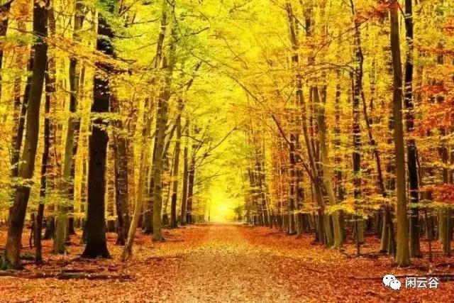 关于秋天的30首经典诗词,60首最经典描写秋天的诗词