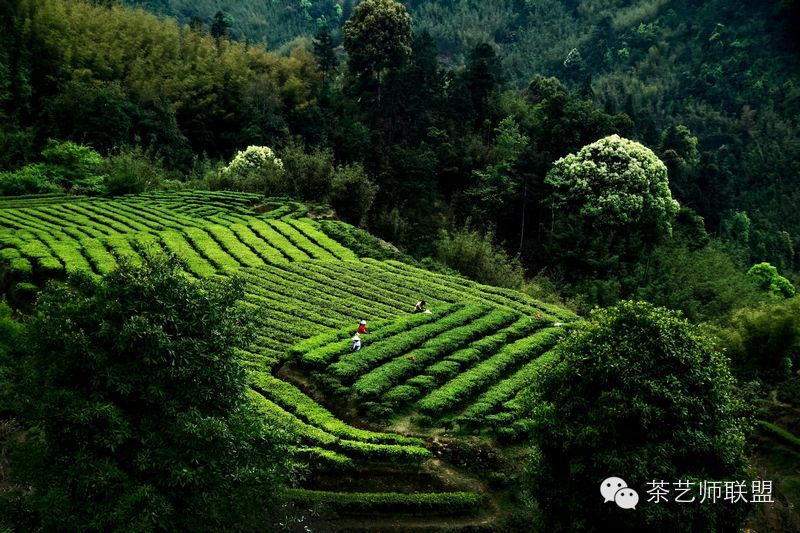 这样的茶叶你敢喝吗,这么好的茶叶你敢喝吗