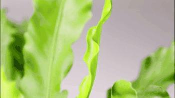 常见催熟剂对人类健康的危害,添加剂被妖魔化