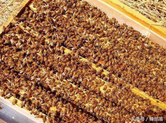 蜜蜂产生了新蜂王老蜂王怎么办,蜜蜂多的蜂王怎么养的活