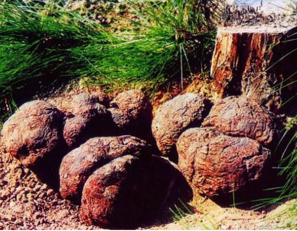 茯苓安神改善睡眠,茯苓健脾利湿解毒