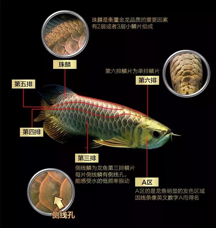 龙鱼怎么鉴别,龙鱼的特征都有哪些