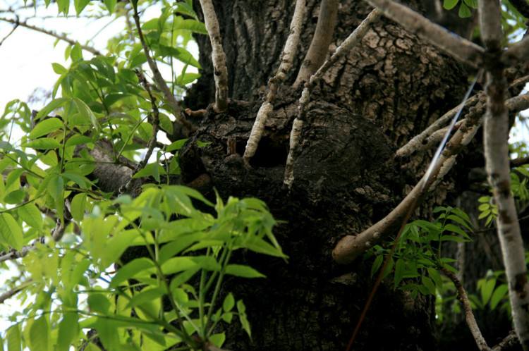 纹理木材有哪些,什么木材纹理细腻