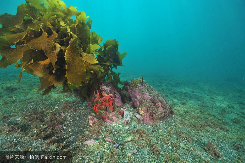 中药材昆布与昆布区别,中药材昆布可以食用吗