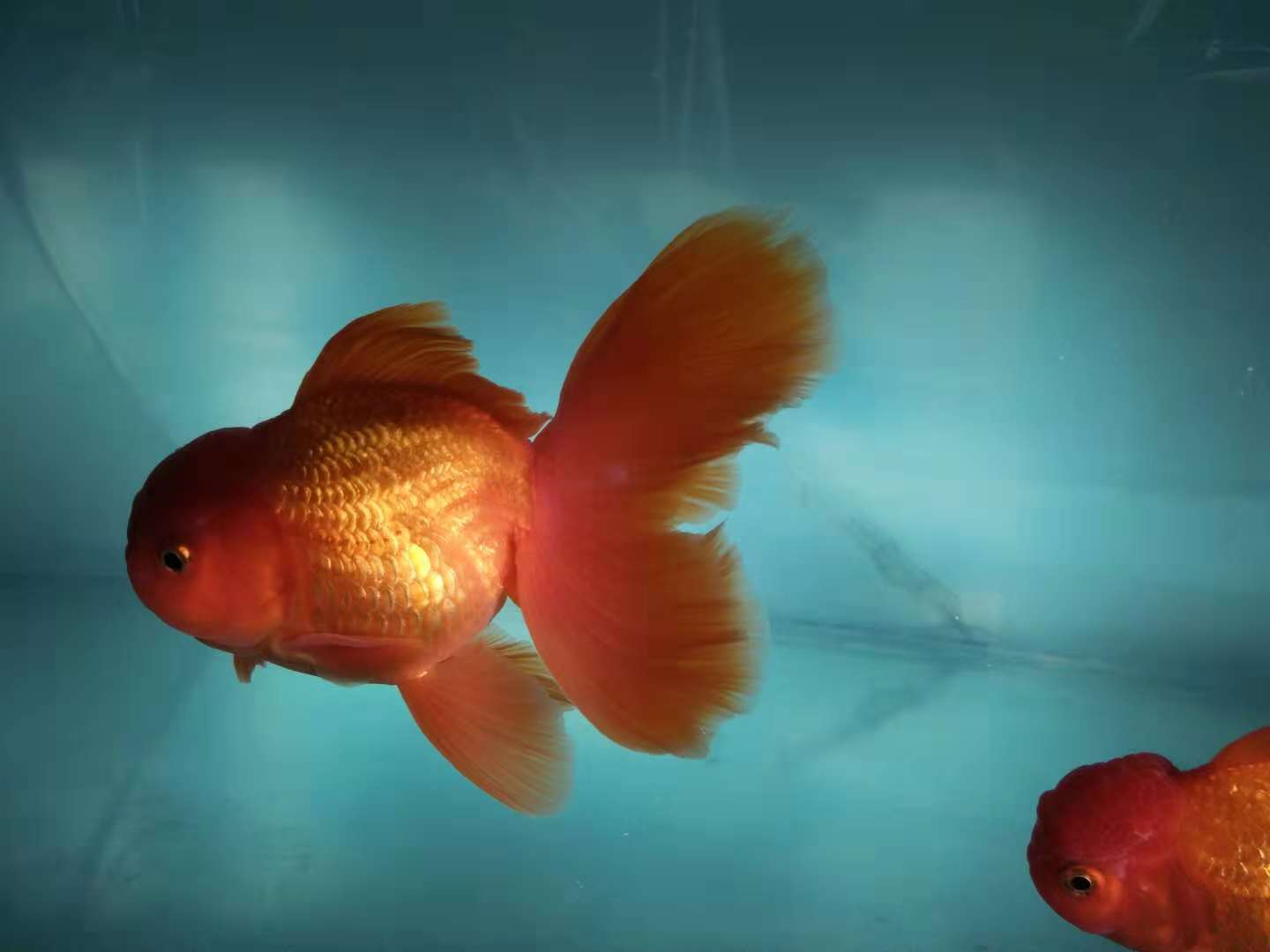 养冷水鱼需不需要使用灯光,加温饲养的鱼