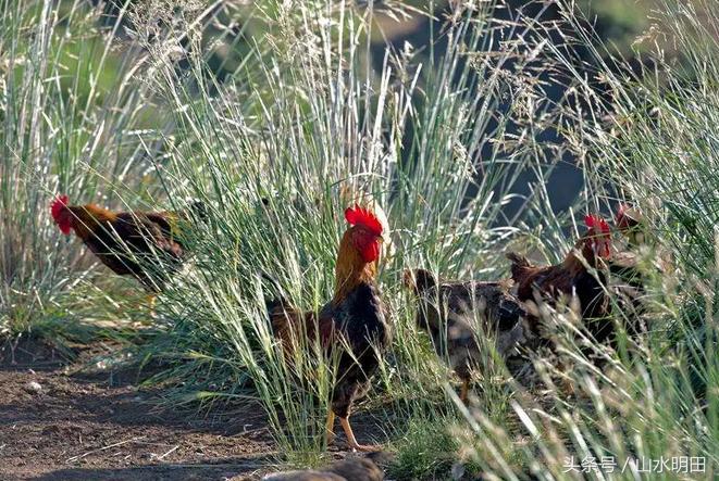 「大吉大利今晚吃鸡」草原红玉鸡草原散养180天吃一口忘不掉