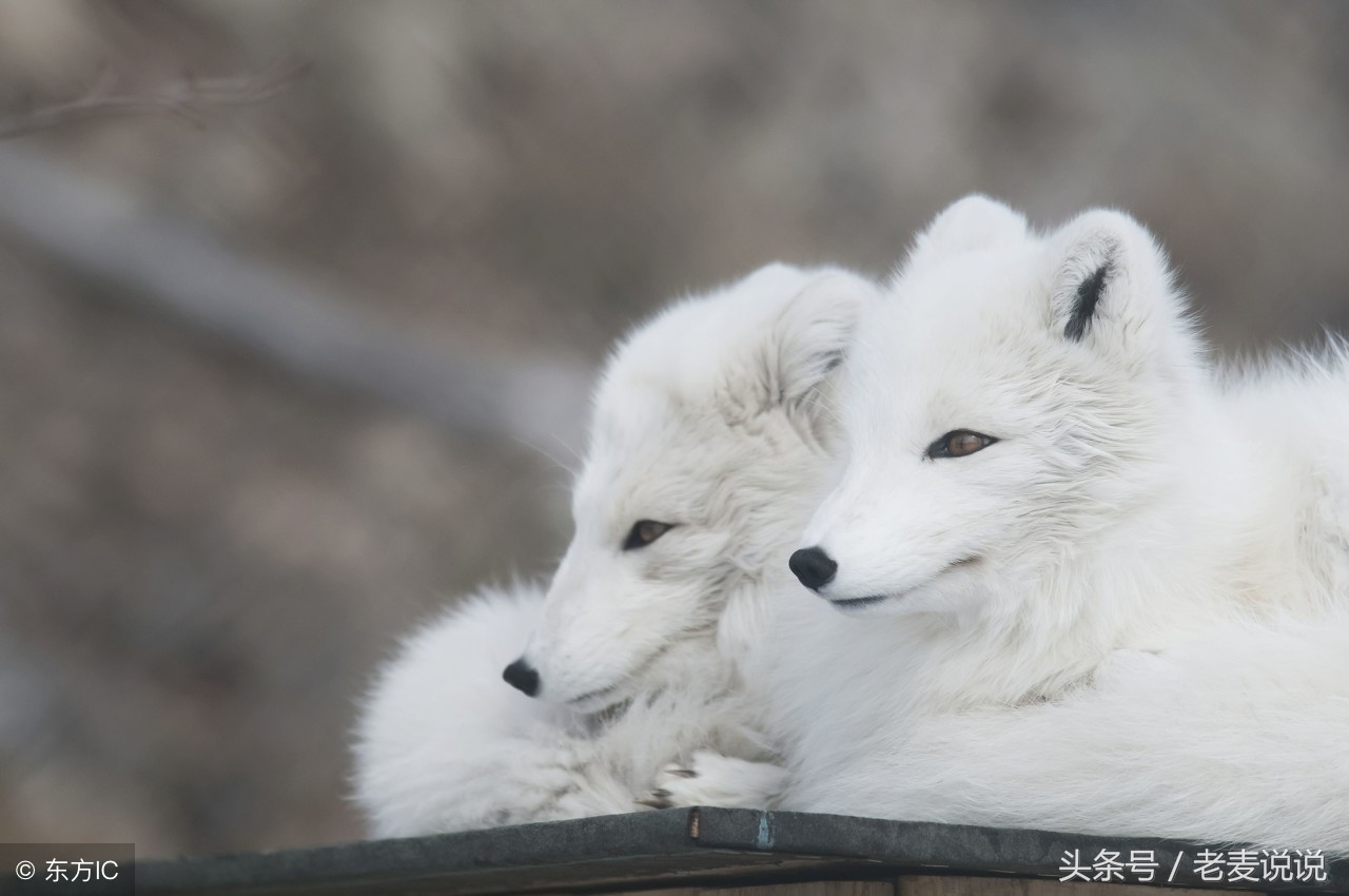 老麦讲出马全集,老麦说出马