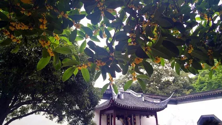 赏桂好去处,金秋赏桂好去处