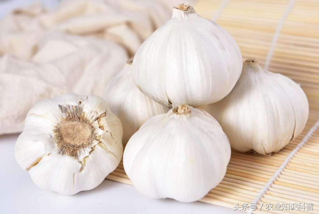“蒜你狠”真的够狠，不是北方人独有的，其种植范围堪称第一