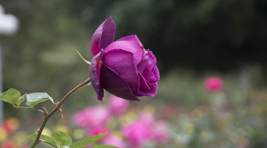 深圳哪里有海滩免费景点,深圳十大免费景点有哪些