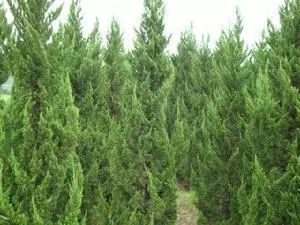 植物叶片黄化病怎么治疗,龙柏病害