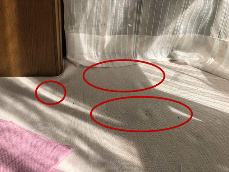 一居民家中自来水现大量虫子,一居民家中飞来怪鸟