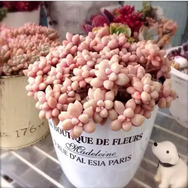 极强的适应能力,超强的适应力