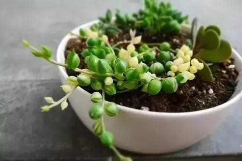 极强的适应能力,超强的适应力