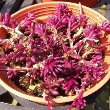 极强的适应能力,超强的适应力