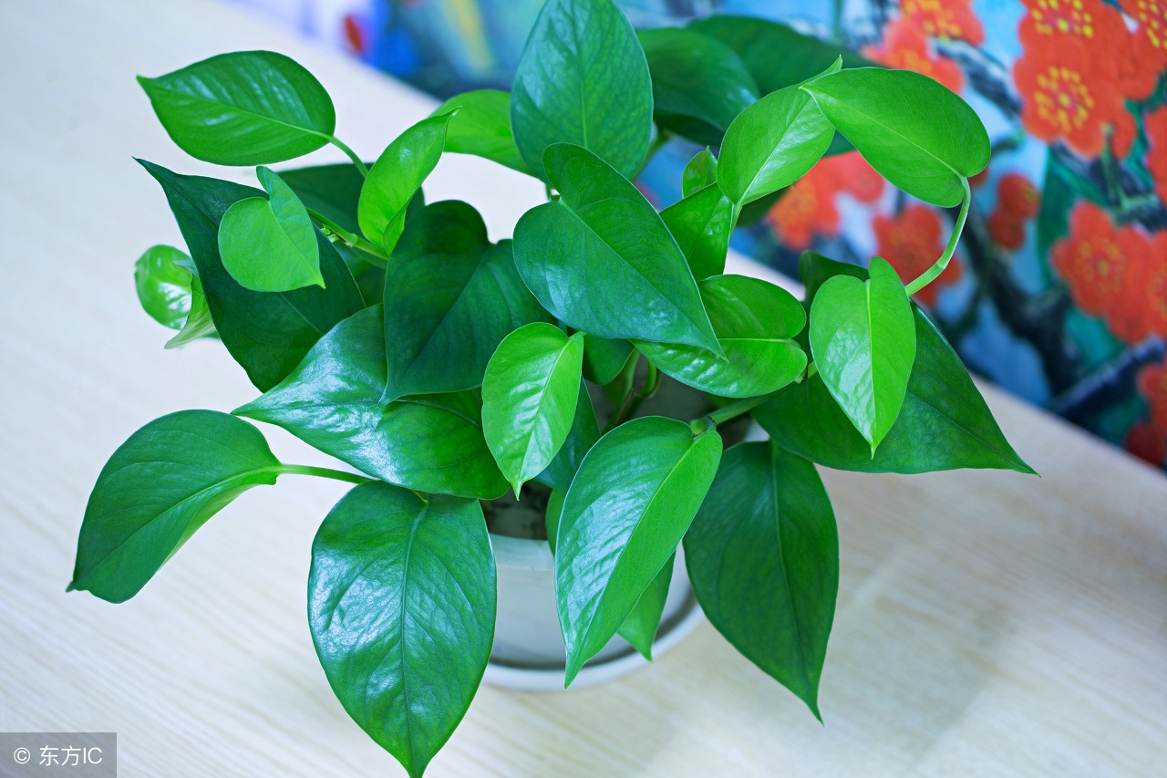 水培绿萝怎么养护长得才茂盛,水培绿萝怎么养才能长得茂盛