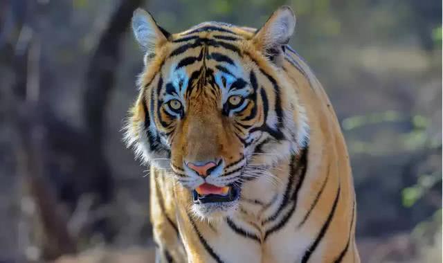 悍虎食人成患，三哥无奈使出绝招：CK男士香水