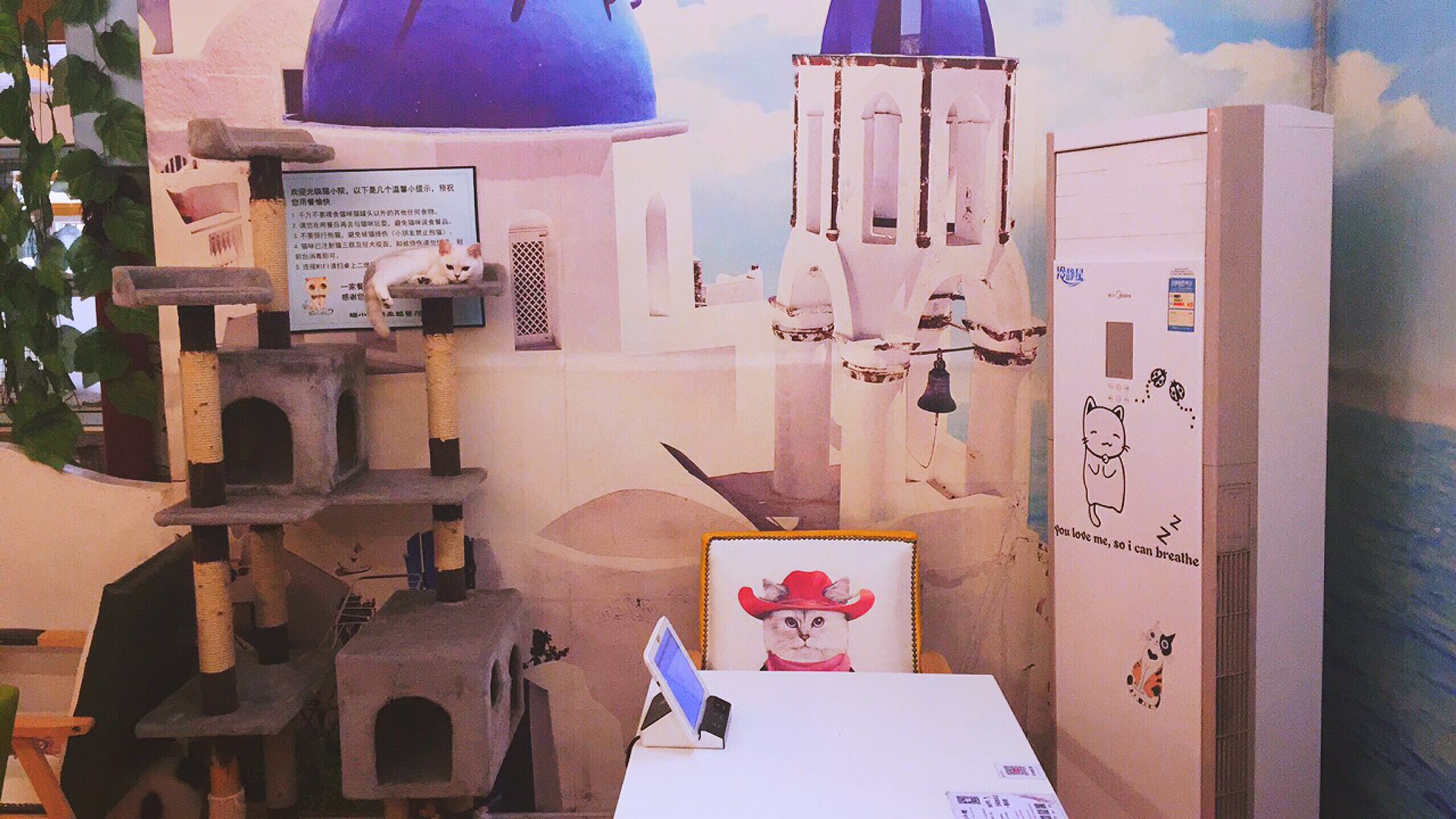 猫咪主题餐厅,大型撸猫现场曼谷猫咪咖啡馆推荐