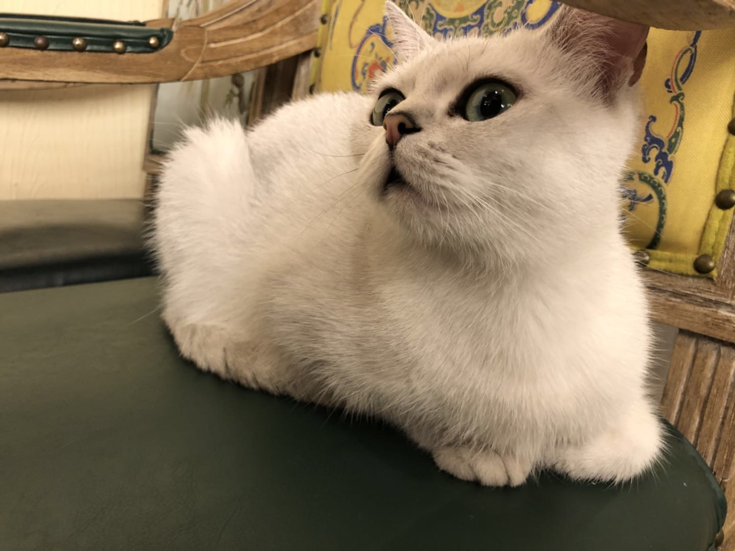 猫咪主题餐厅,大型撸猫现场曼谷猫咪咖啡馆推荐