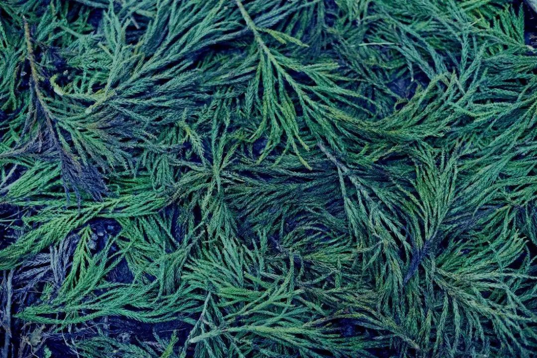 日本诺奖的秘密,日本获得过什么诺奖