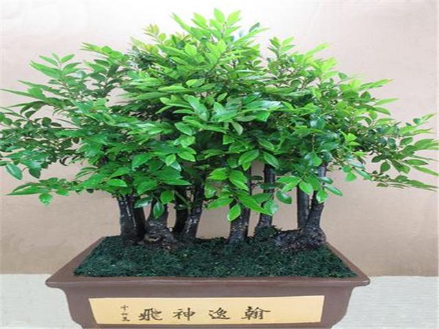 小叶紫檀盆景冬天该怎么养,小叶紫檀盆景夏天该怎么养