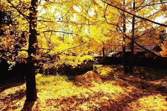 秋在广东很珍贵，若不细心寻找，它便静静地离开了