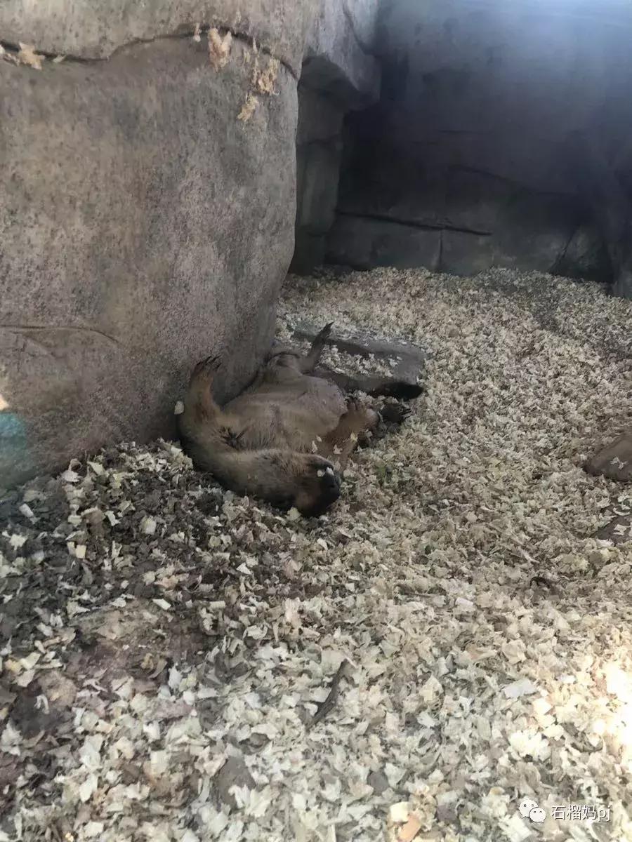 骞垮窞闀块殕椋為笩涔愬洯绁ㄤ环,闀块殕椋為笩涔愬洯灏忓绁ㄤ环