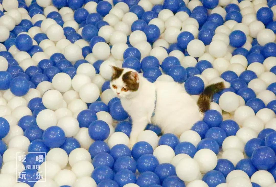 南阳shou家全透明撸猫咖啡馆！有手臂长的牛排！面包届的法拉利！