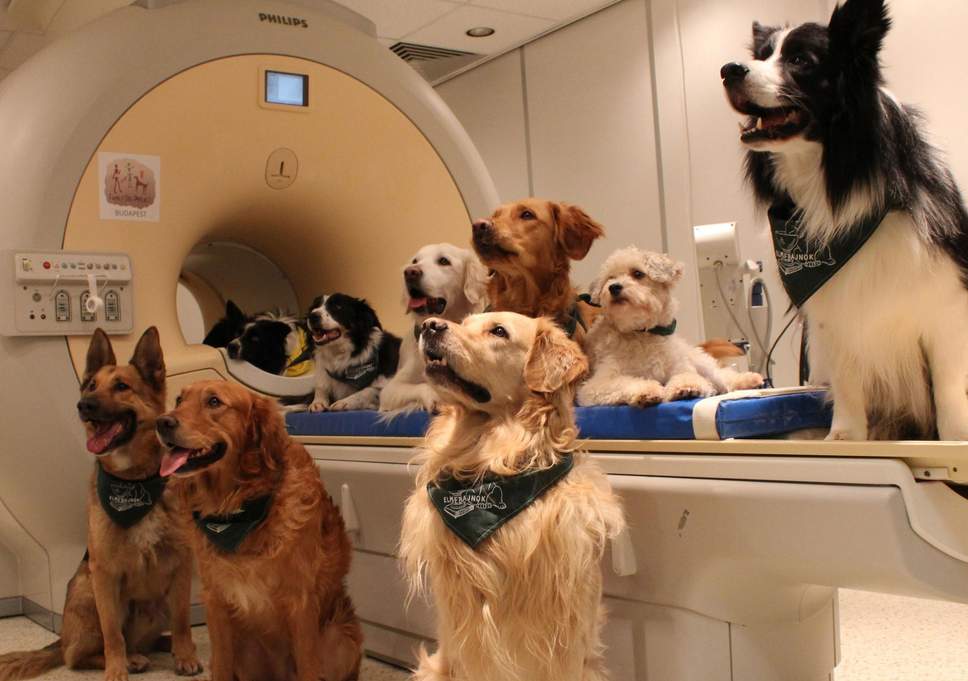 检测狗检测些什么,检测狗狗智商