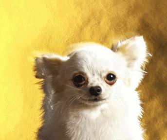 宠物皮肤病科普和治疗,宠物医生奇葩问题