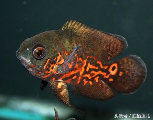 地图鱼的饲养方法与注意事项,地图鱼饲养注意事项大全