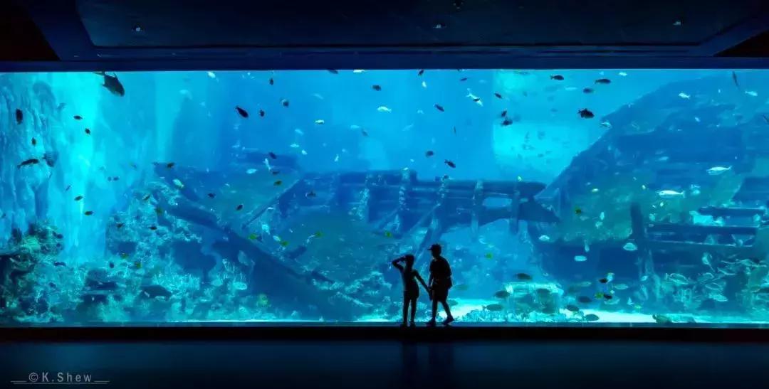 支付宝锦鲤信小呆清单有多少实物,信小呆免费旅行清单