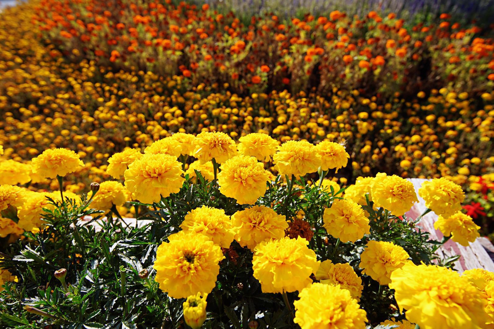 金昌历史上的古城,金昌七彩丹霞景点分布图