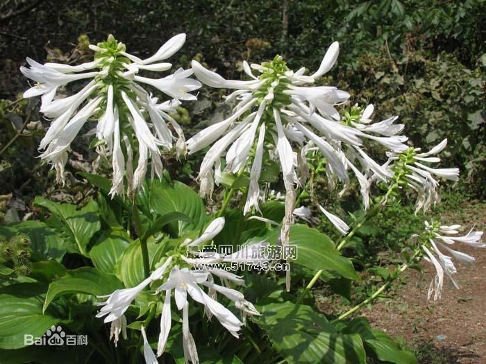 四川黑竹沟国家森林公园,四川天曌山国家森林公园