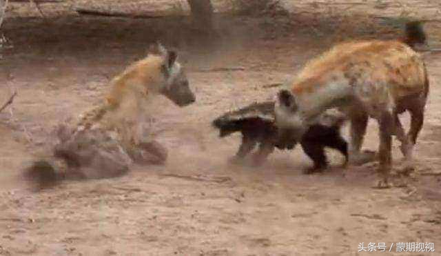 无所畏惧的蜜獾,无所畏惧的蜜獾自然传奇