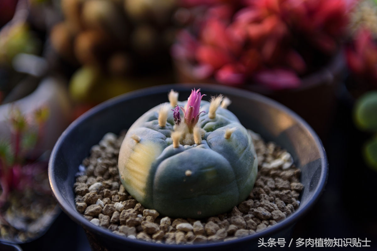 仙人球种花盆里需要松土么,仙人球新栽需要浇水吗