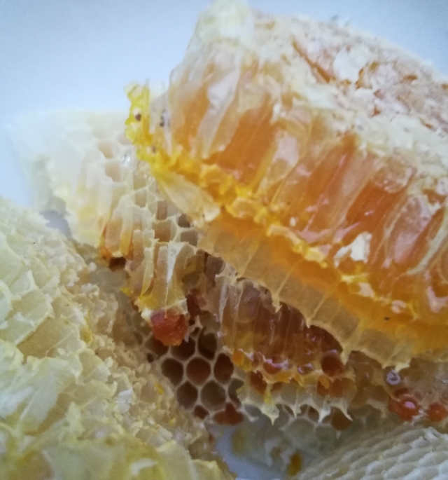 很多人都不相信市面上有真蜂蜜,纯天然蜂蜜养蜂